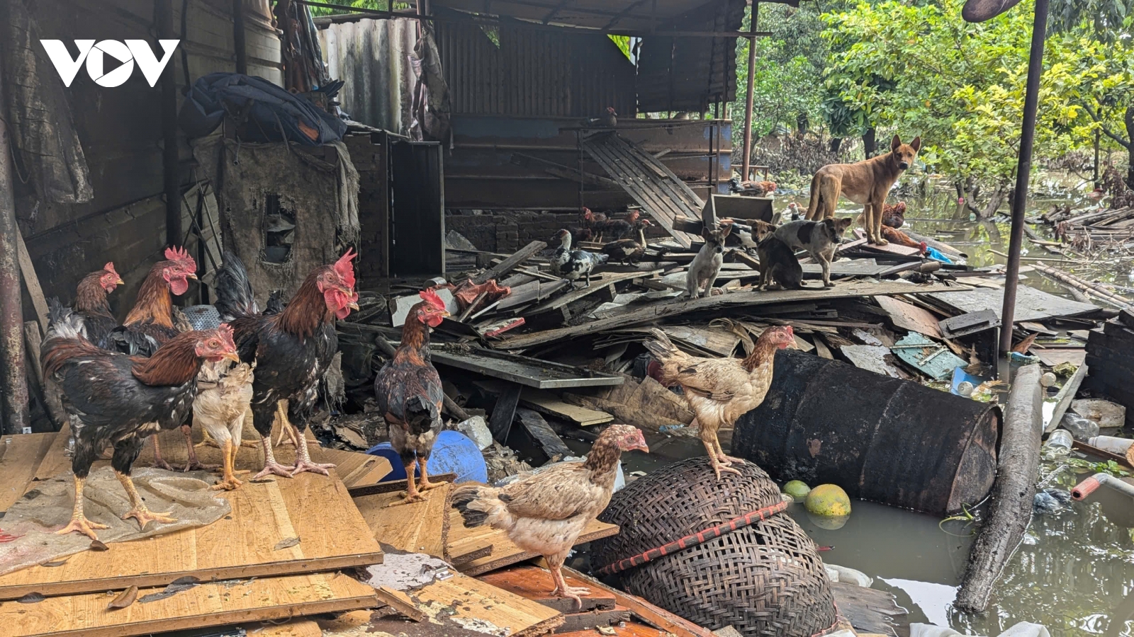 Người dân Miêu Nha bì bõm lội nước kê dọn chỗ cao hơn cho vật nuôi