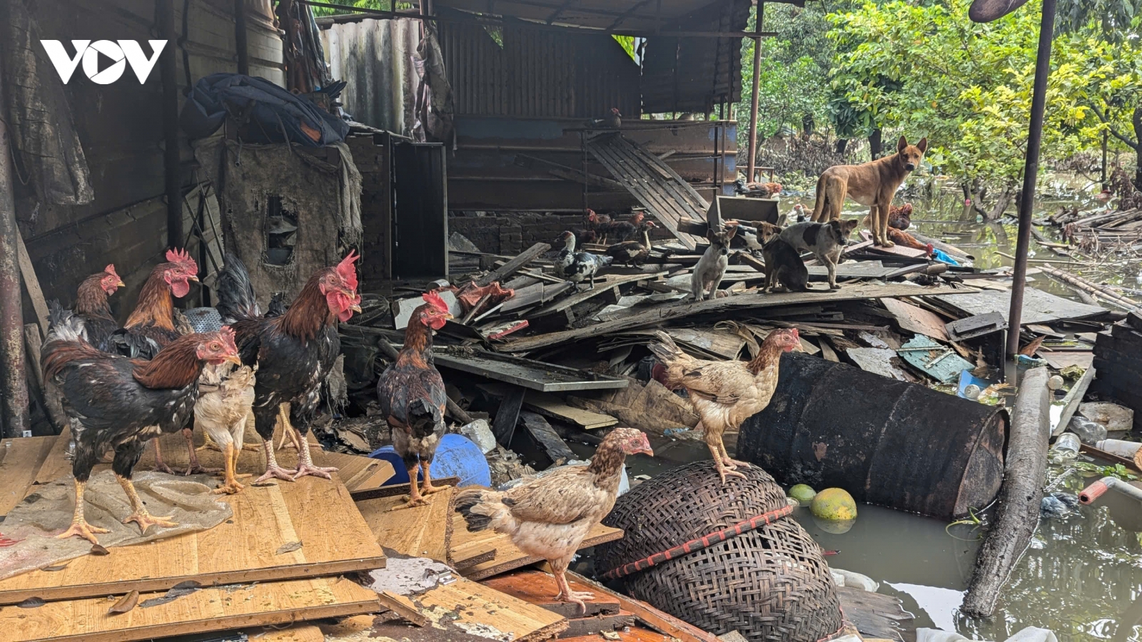 Người dân Miêu Nha bì bõm lội nước kê dọn chỗ cao hơn cho vật nuôi