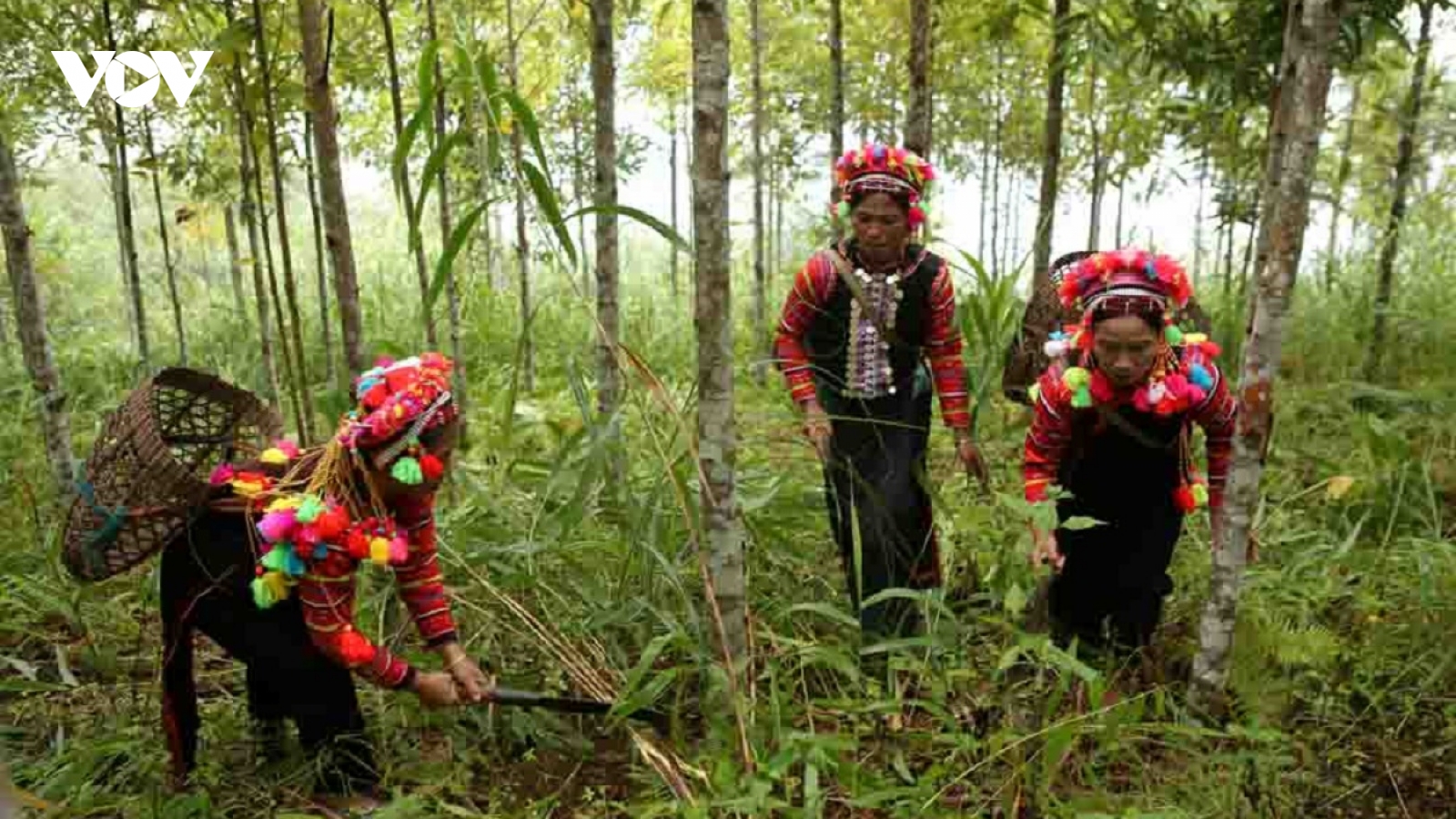 Cây quế mở lối thoát nghèo cho bản làng vùng cao Lai Châu