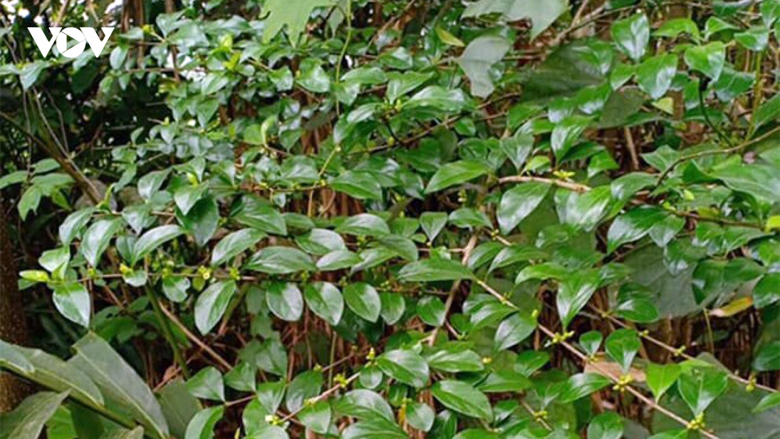 Hái lá ra tiền, đặc sản lạ từ cây mọc bờ rào