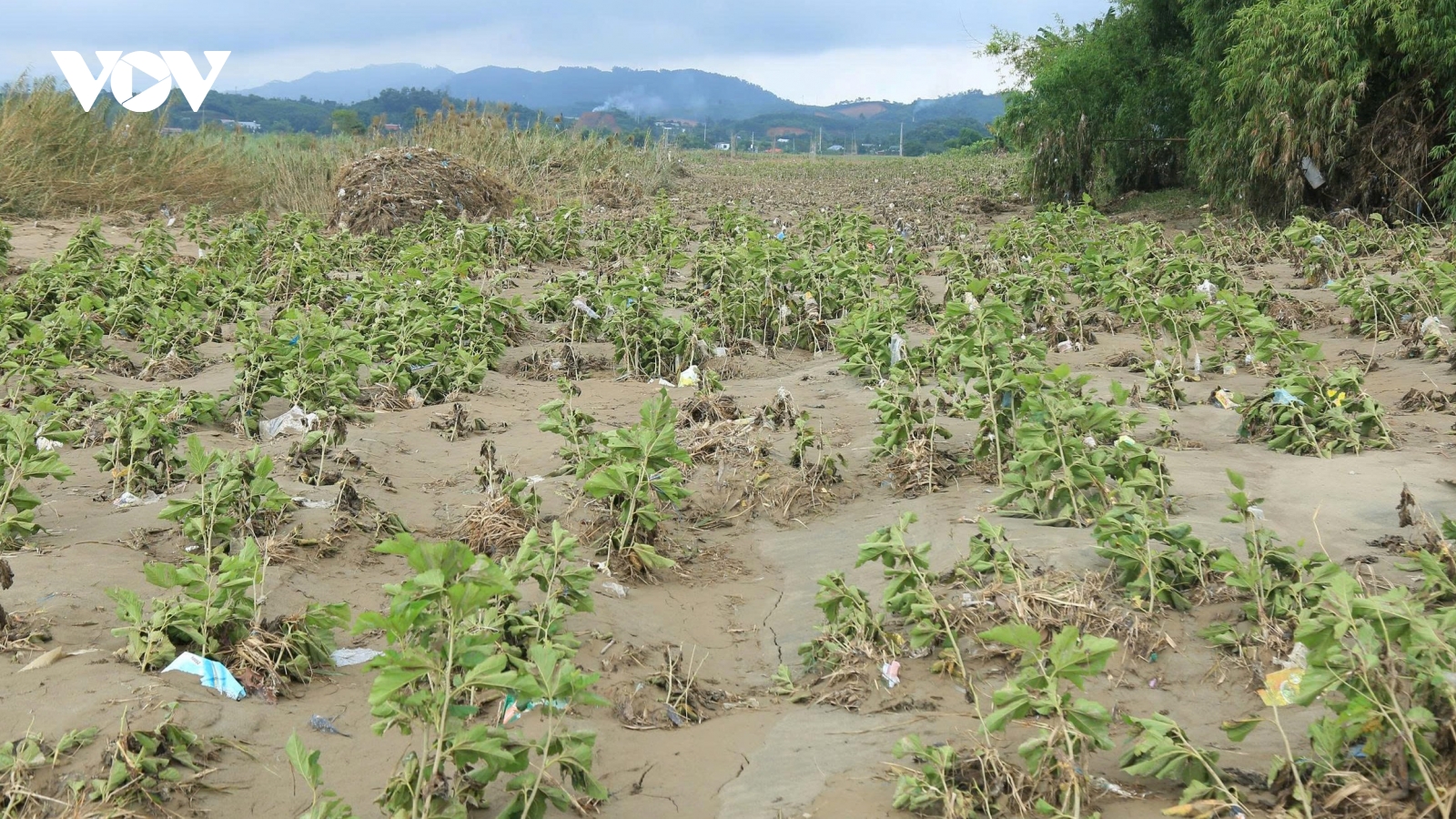 Nông dân Lào Cai thay đổi canh tác để thích ứng với mưa lũ