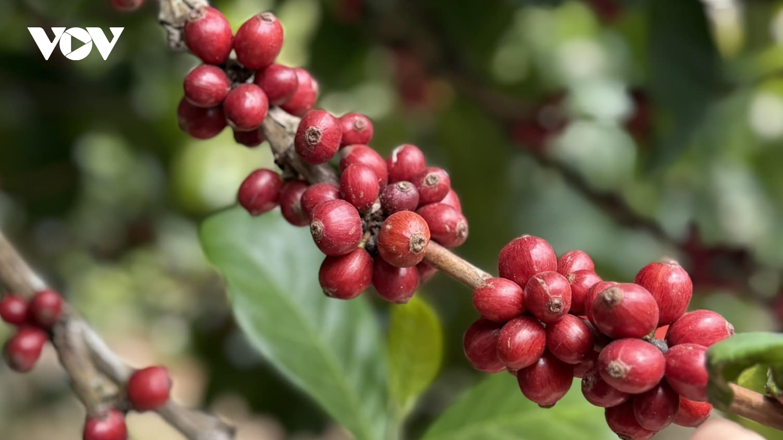 Lâm Đồng mở rộng diện tích sản xuất cà phê chất lượng cao