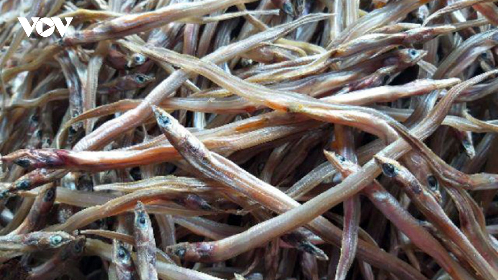 Ẩn mình dưới bùn, loại cá nhỏ bé này thành đặc sản lừng danh miền Tây