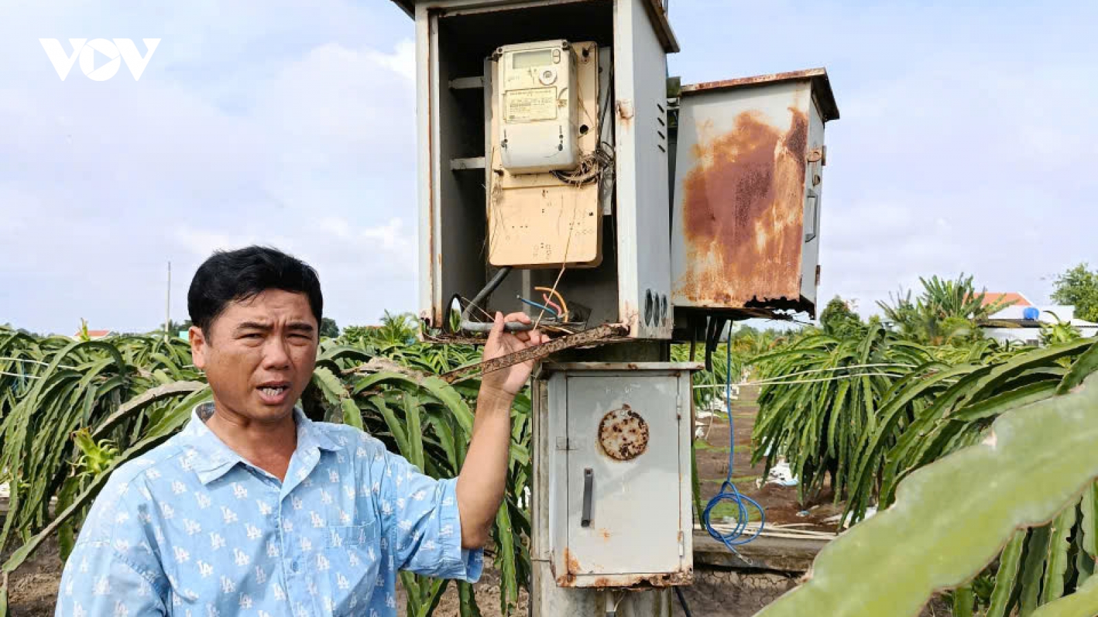 Nông dân trồng thanh long ở tỉnh Đồng Tháp “kêu cứu” khi trộm lấy tài sản