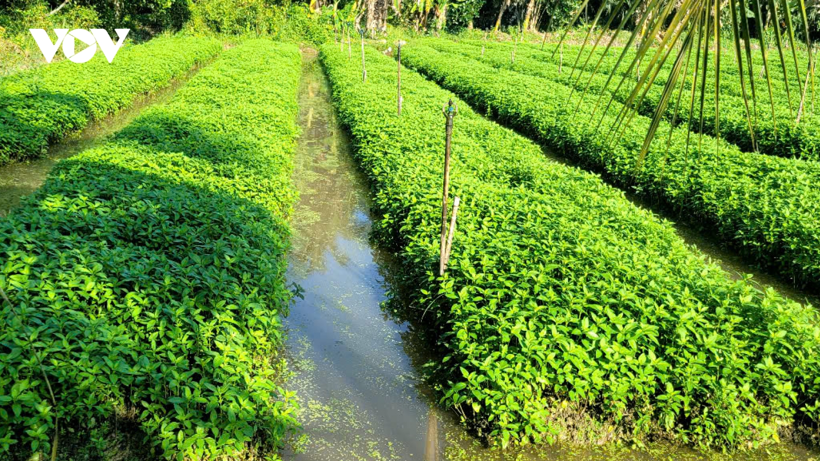 Mưa to gây ngập trên diện rộng, nông dân Đồng Tháp nguy cơ bị thiệt hại nặng