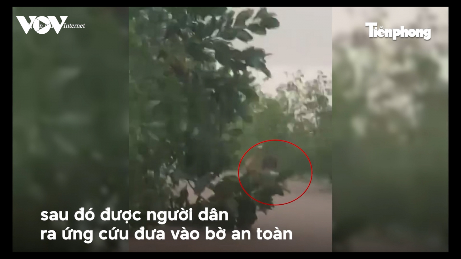 Clip: Học sinh Quảng Ninh bị lũ cuốn trôi may mắn thoát chết nhờ bám vào bụi cây