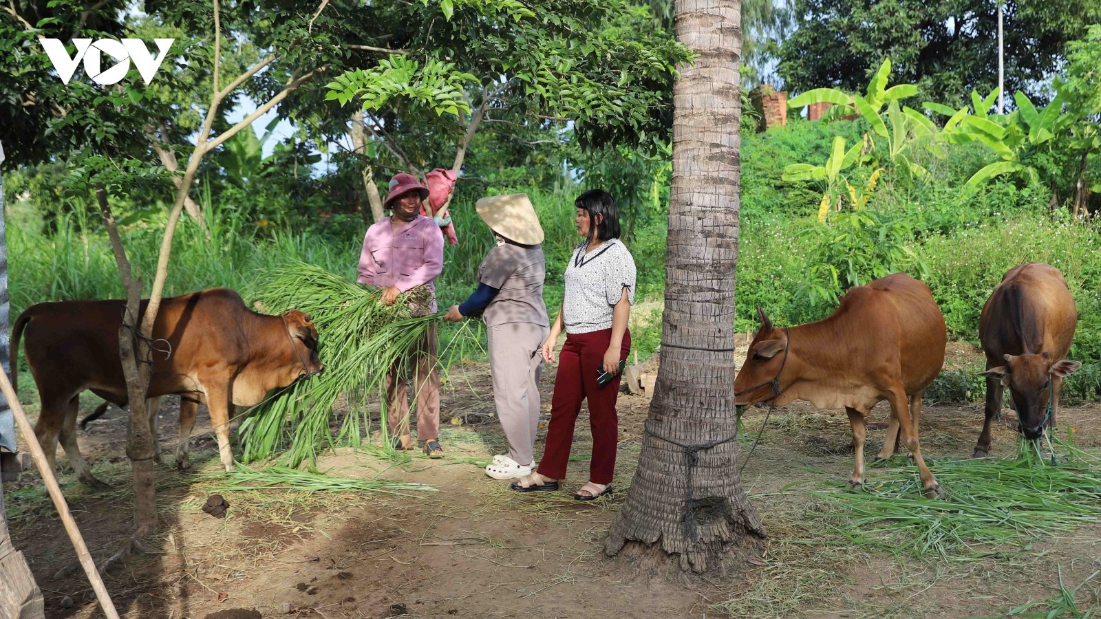 Hiệu quả chương trình hỗ trợ bò sinh sản cho hộ khó khăn ở Gia Lai