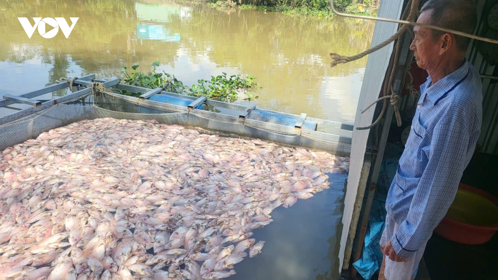 Cần Thơ: Cá điêu hồng nuôi lồng bè chết hàng loạt, thiệt hại hàng tỷ đồng