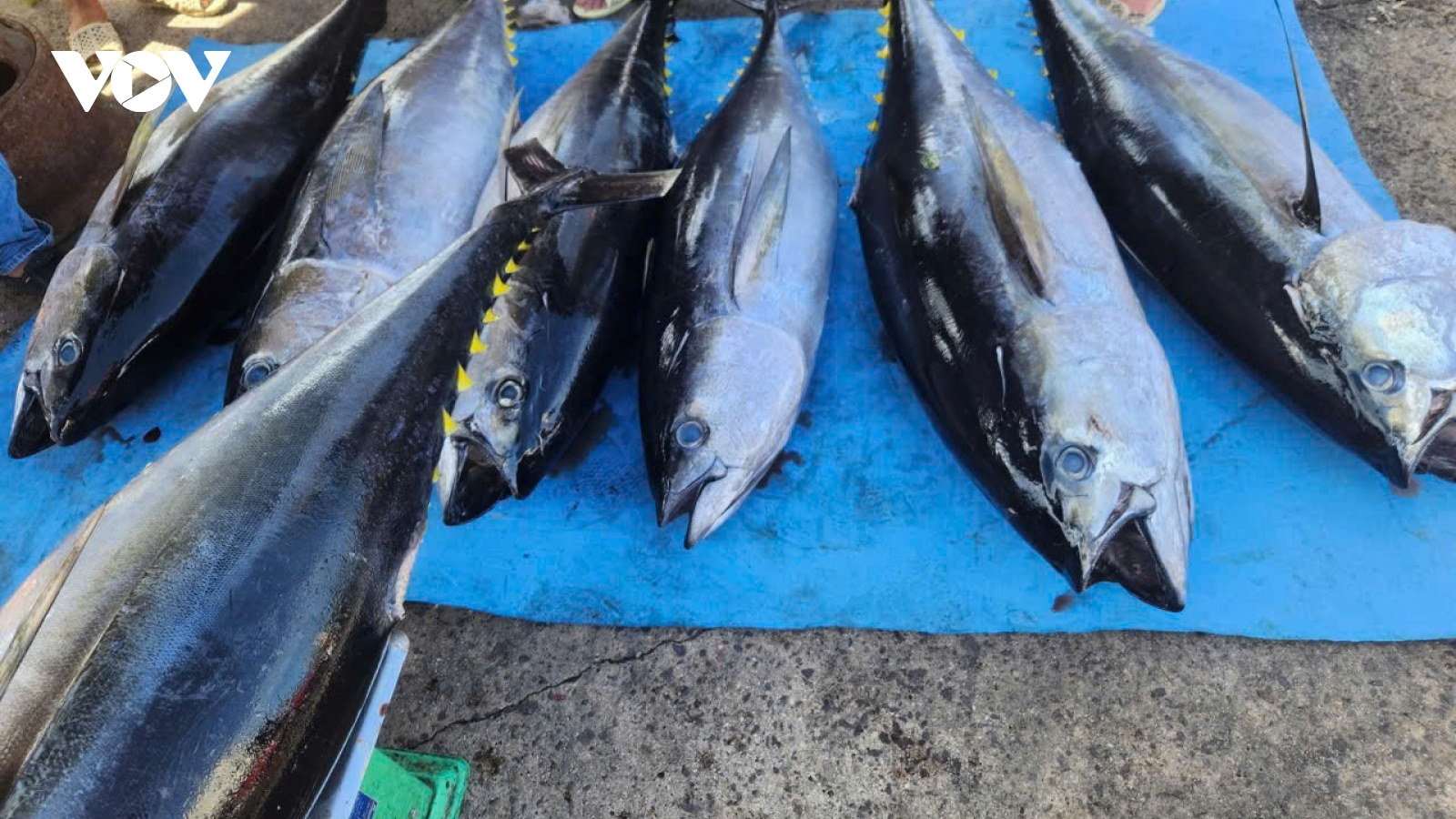 Cá ngừ đại dương, thương hiệu vươn tầm thế giới của vùng biển Gia Lai