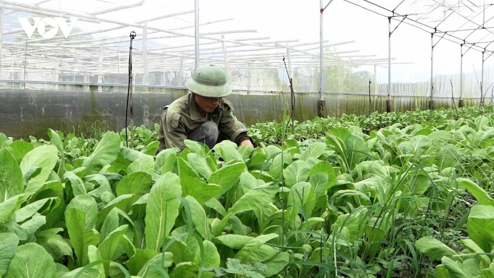 Nhà màng “mở lối” cho nông nghiệp xanh ở Lai Châu