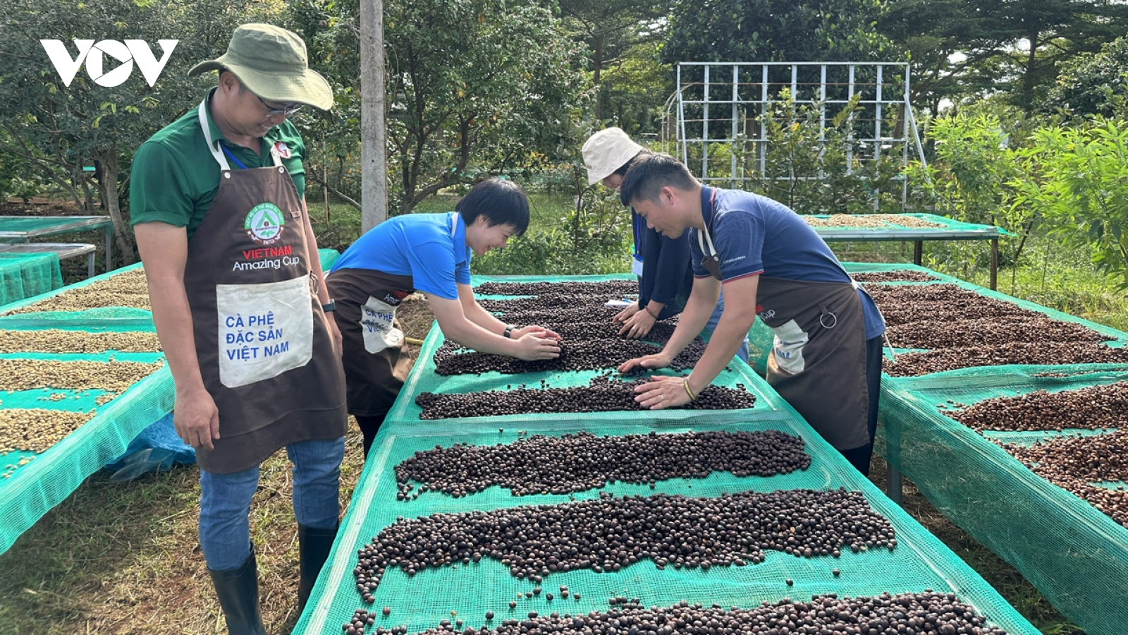 Giá cà phê hôm nay 23/4: Giá cà phê trong nước cao nhất 87.100 đồng/kg