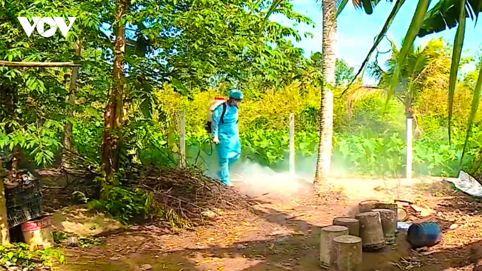 Dịch tả heo châu Phi tiếp tục bùng phát ở Vĩnh Long, 16 ổ dịch trong năm