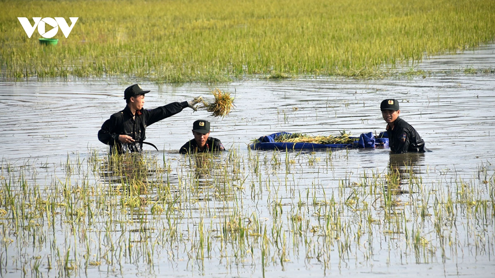Công an ngâm mình trong nước lũ, gặt lúa giúp dân ngoại thành Hà Nội
