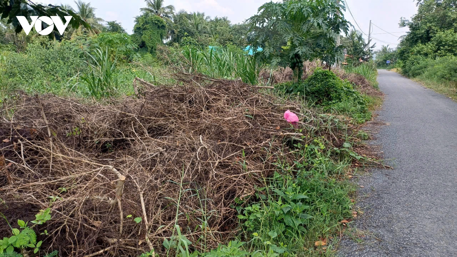 Đất công bỏ hoang hàng chục năm ở xã An Thạnh Thủy (Đồng Tháp)