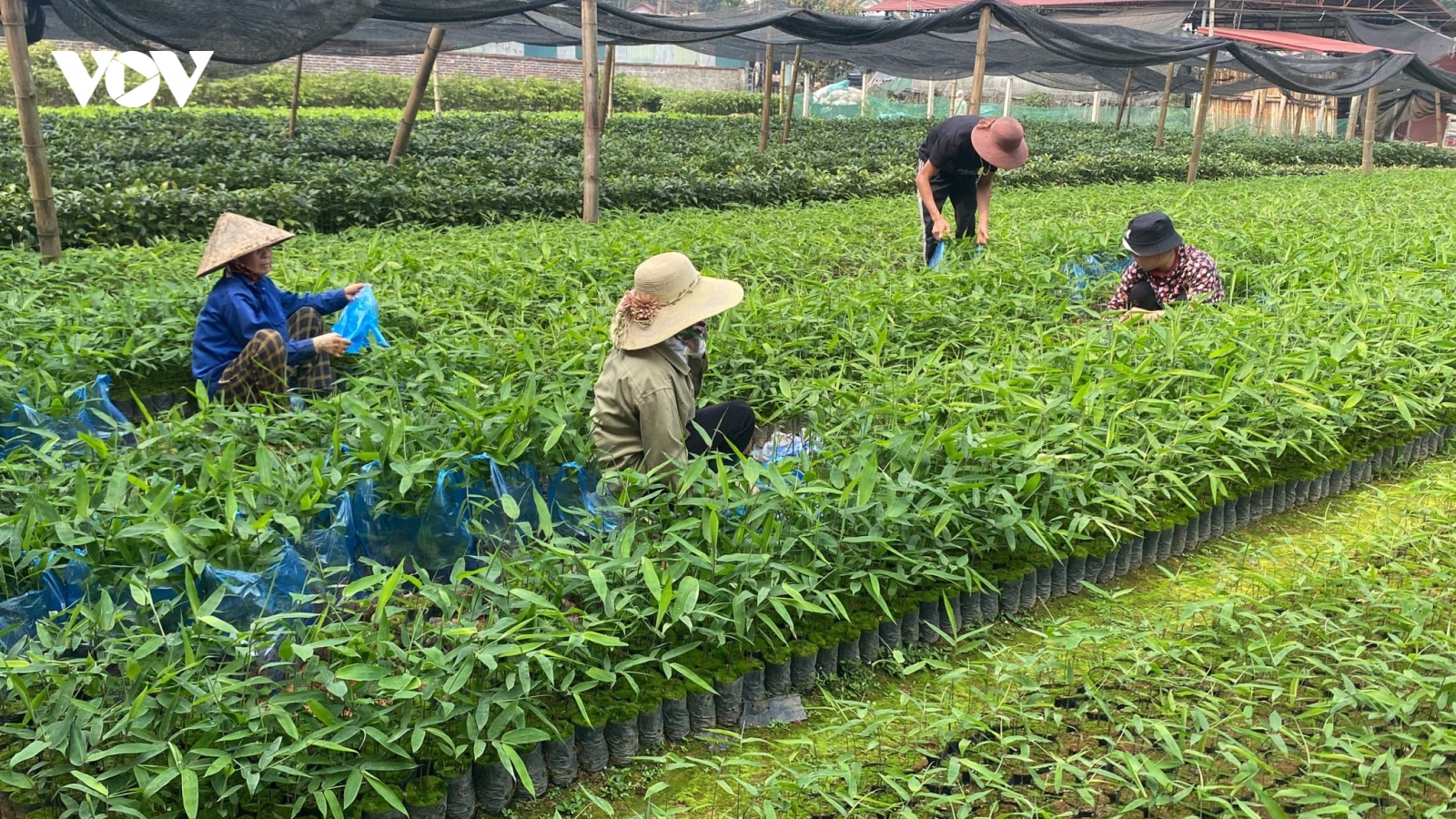 Trồng cây chỉ lấy lá, người dân thu hoạch quanh năm xuất khẩu “hái ra tiền”