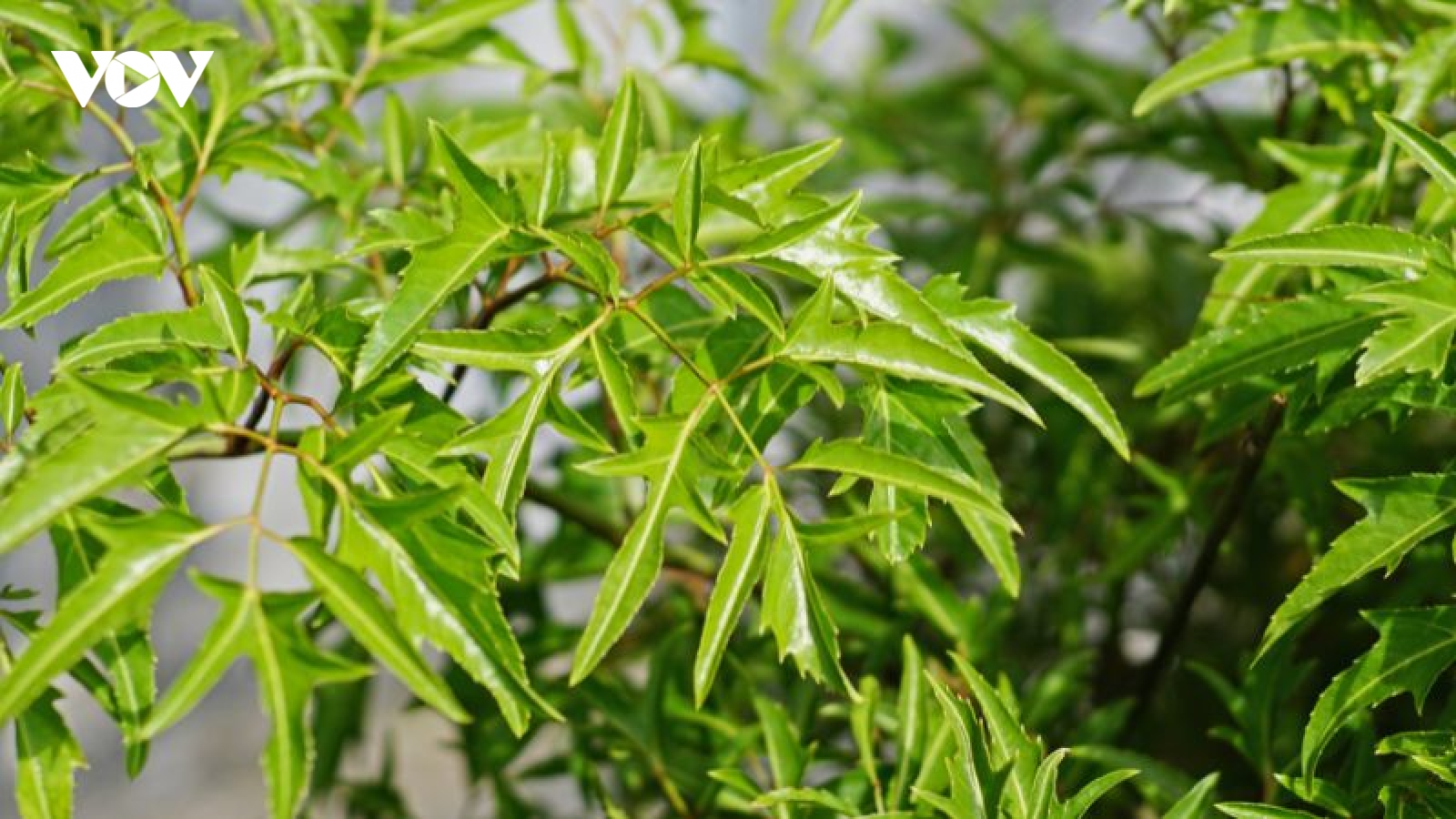 Đinh lăng - vị thuốc dân gian quý như “nhân sâm của người Việt”