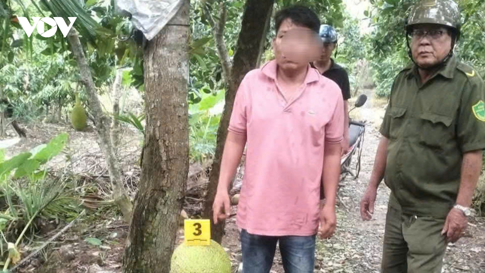 Khởi tố đối tượng hái trộm trái cây ở Đồng Tháp