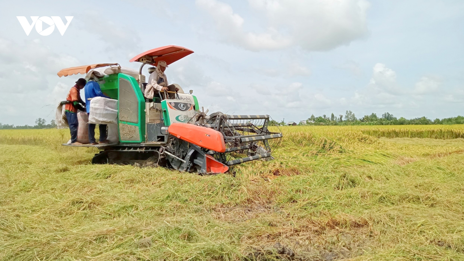 Quản lý lúa cỏ, bài toán cấp bách của vựa lúa Đồng bằng sông Cửu Long