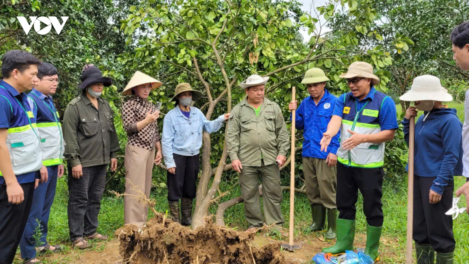 Khuyến nông hướng dẫn nông dân phục hồi cây ăn quả sau mưa lũ