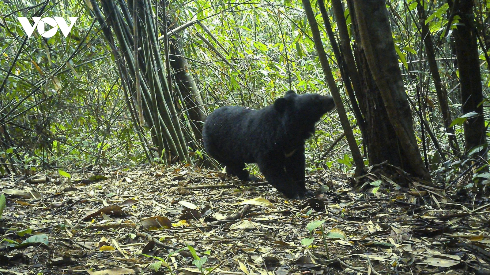 Phát hiện gấu ngựa và gà tiền mặt đỏ quý hiếm ở Vườn quốc gia Chư Mom Ray