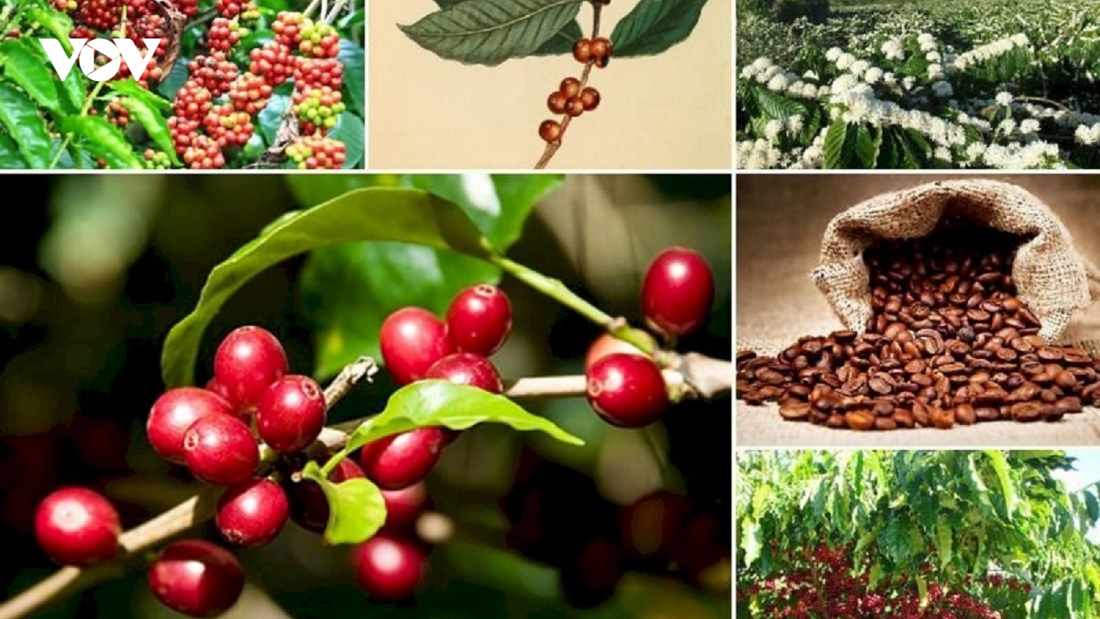 Giá cà phê hôm nay 1/11: Cà phê trong nước thu mua cao nhất 118.200 đồng/kg