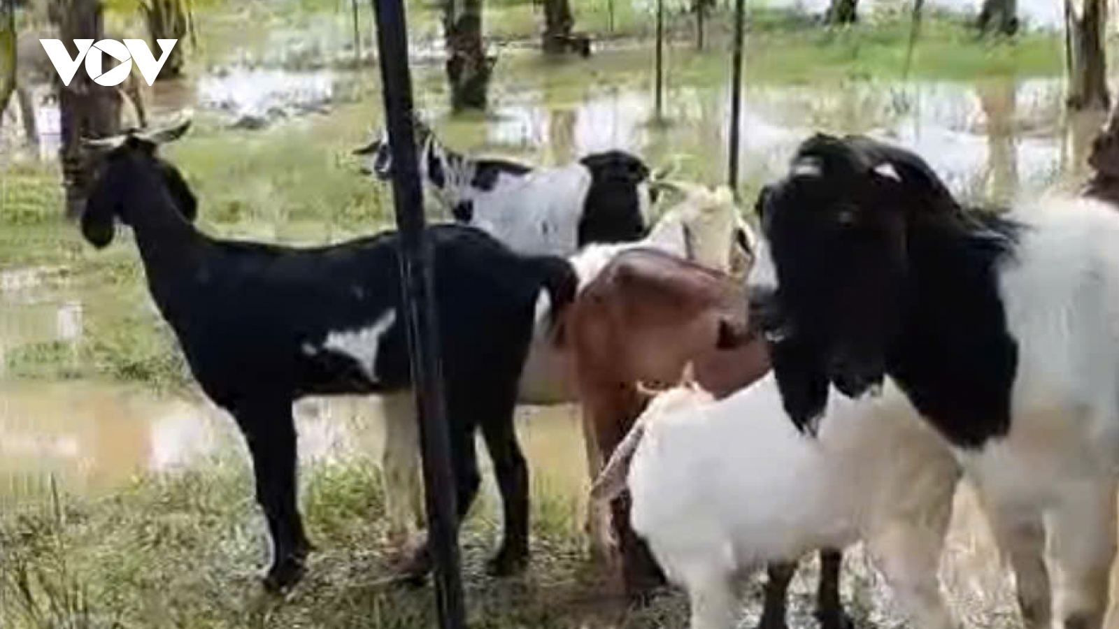 Ngựa, dê người dân Hà Nội nuôi ven sông Hồng nháo nhào tìm nơi cao tránh lũ