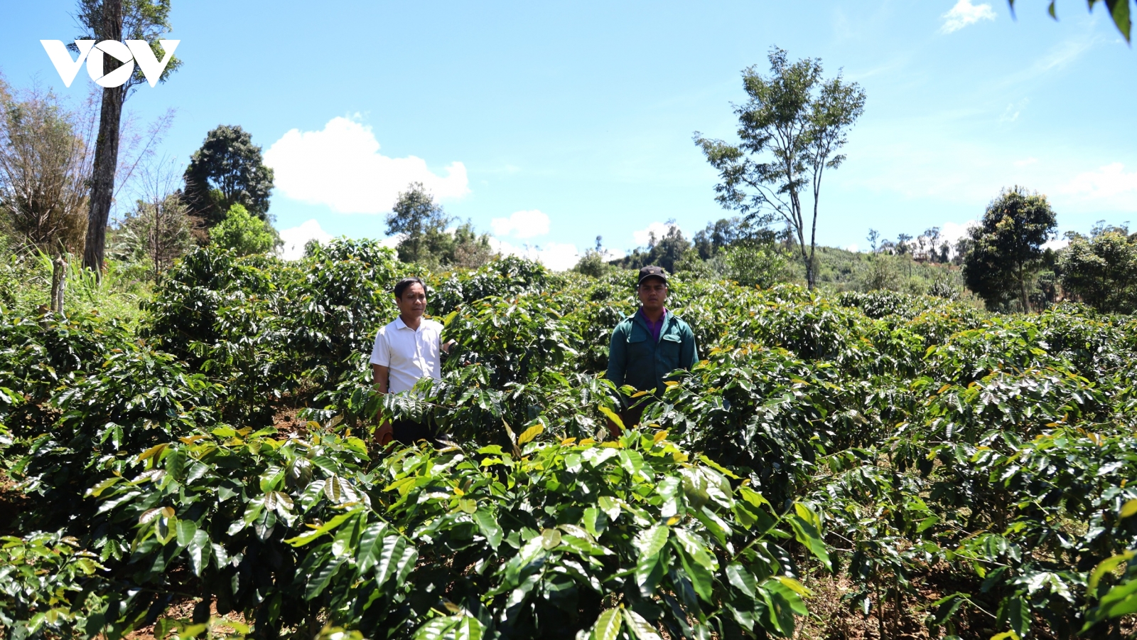 Cà phê xứ lạnh phủ xanh vùng cao tỉnh Quảng Ngãi