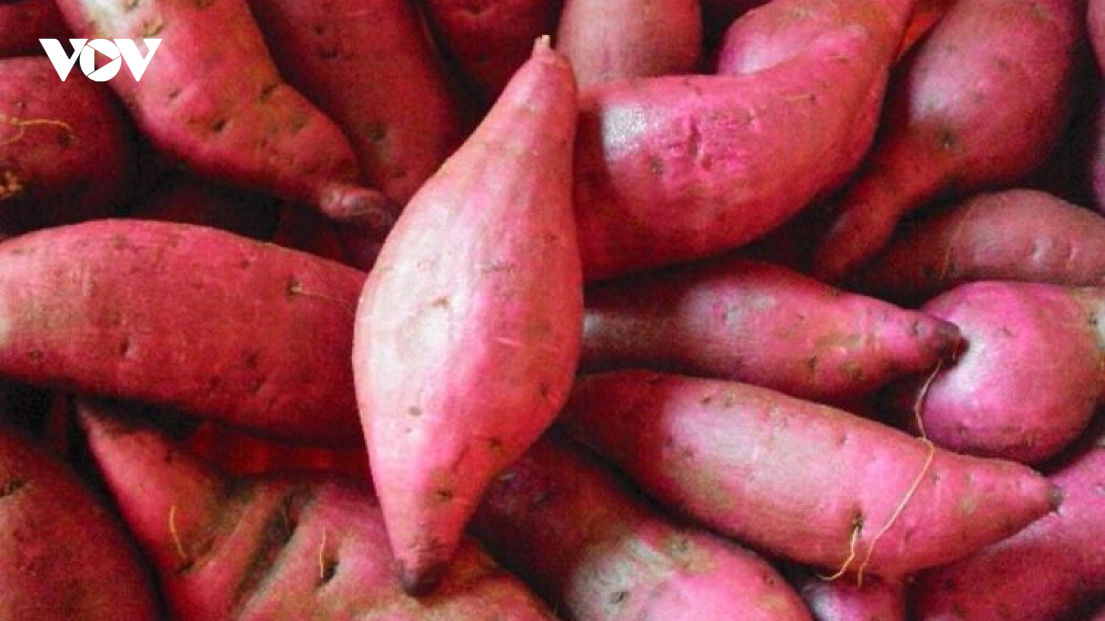 Khoai lang - món ăn dân dã, lợi ích dinh dưỡng bất ngờ