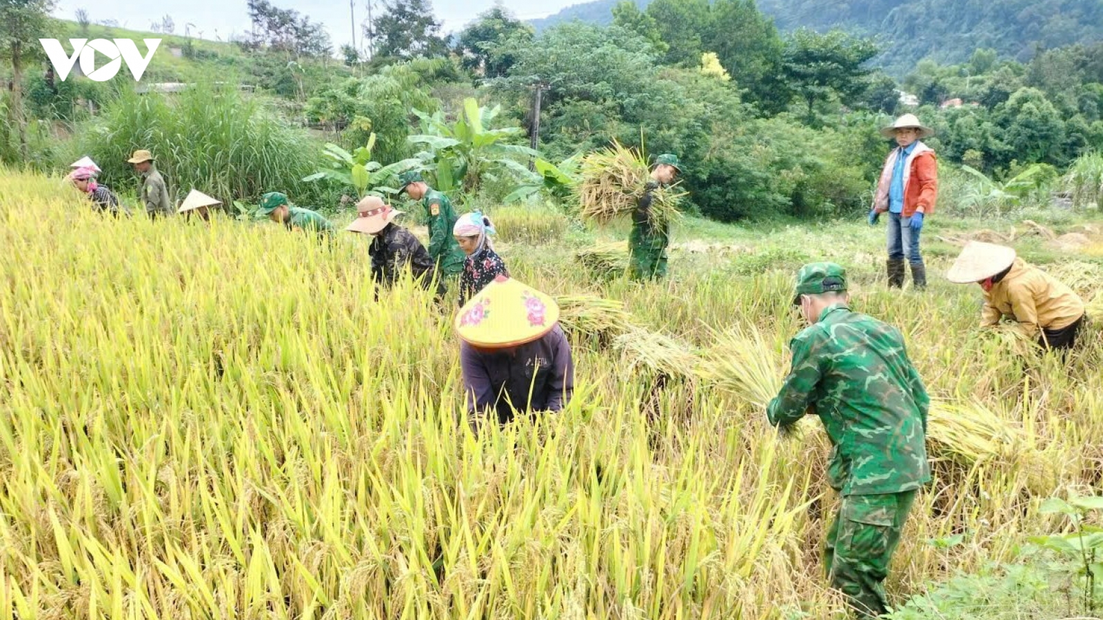 Mùa vàng ấm tình quân dân vùng biên giới Sơn La