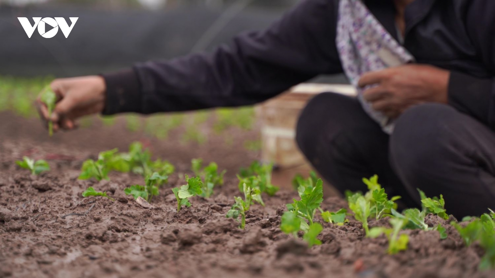 Nhà vườn Tây Tựu khẩn trương khôi phục sau ngập, chuẩn bị vụ hoa Tết