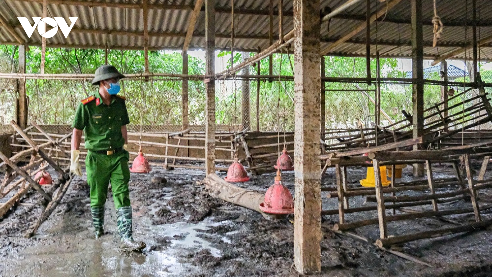 Chủ trang trại ở Bắc Ninh nuôi hơn 6.500 con gà: "Mưa lũ, tôi trắng tay rồi!"