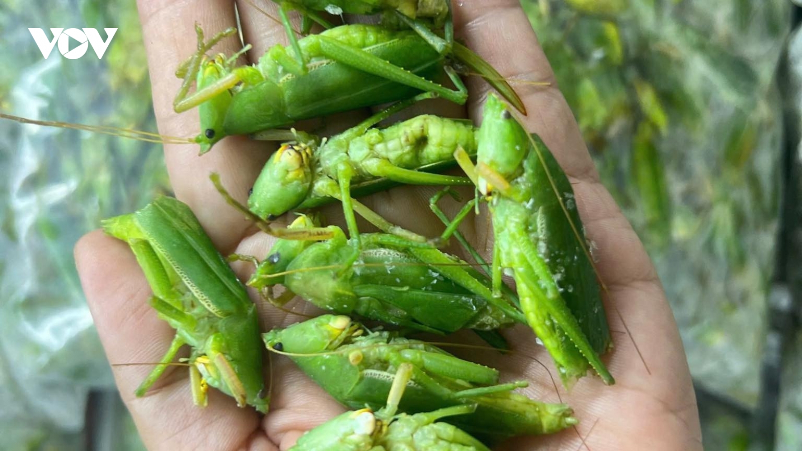 Đặc sản mùa lúa chín có giá gần triệu đồng/kg