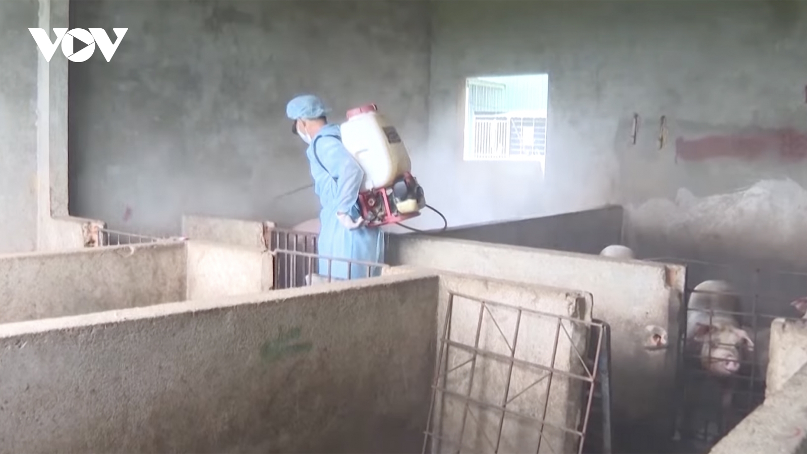Người dân Quảng Ngãi thận trọng tái đàn sau dịch tả heo Châu Phi