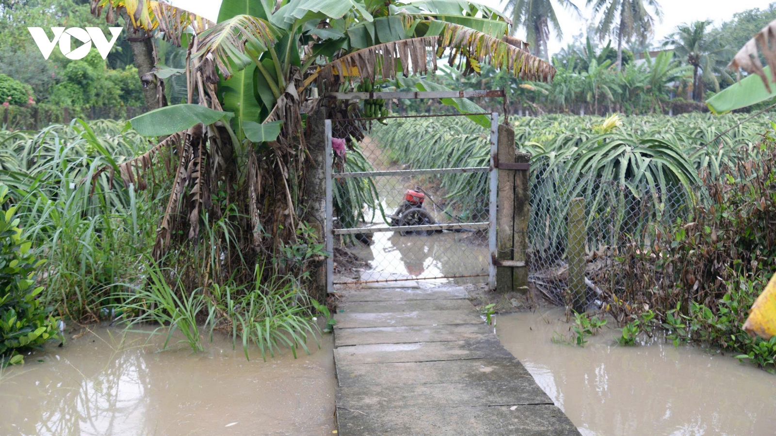 Mưa to ở Đồng Tháp gây ngập trên diện rộng, nông dân khẩn trương bơm tát nước