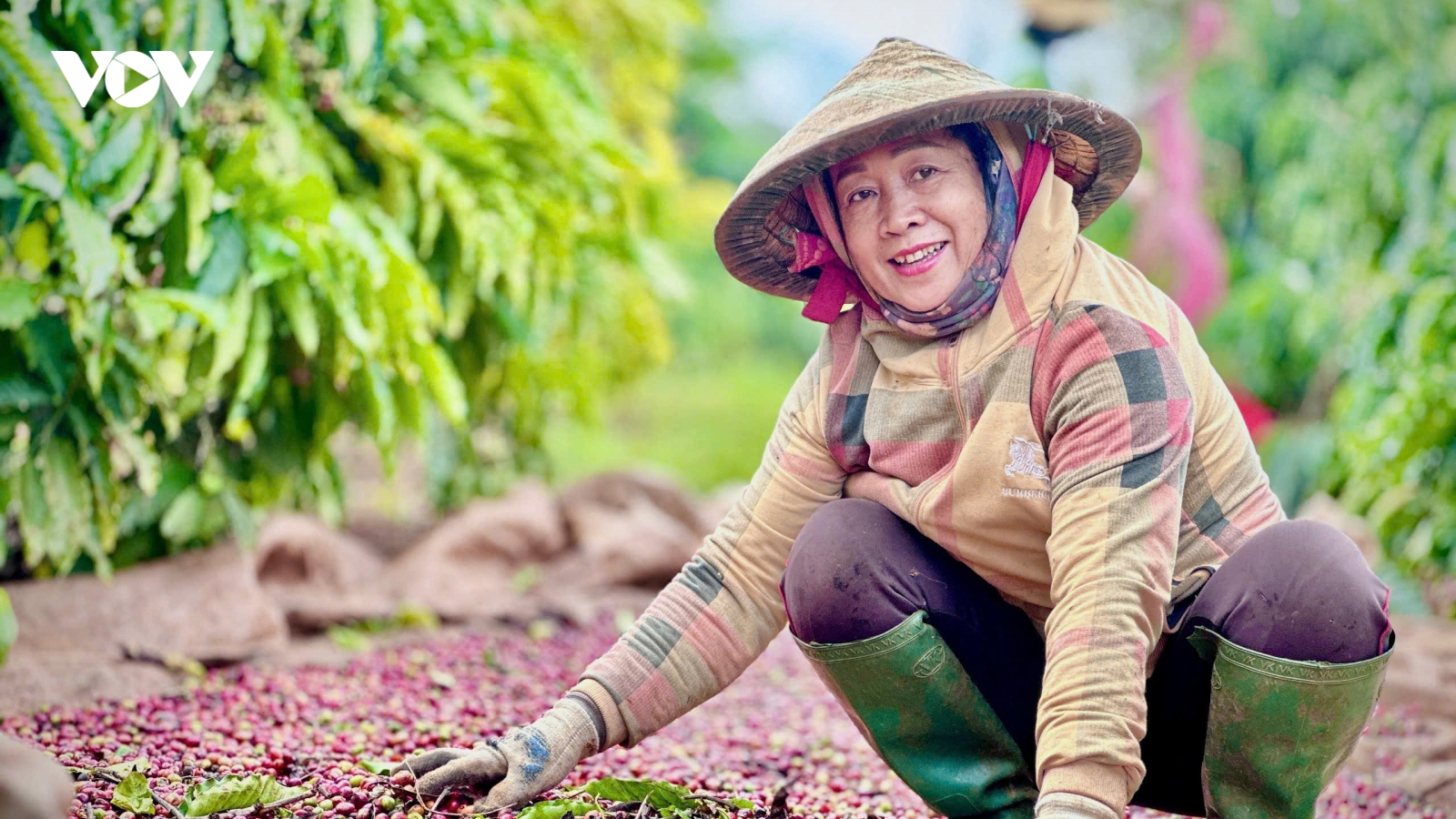 Hương cà phê – Dấu tay phụ nữ nông gia