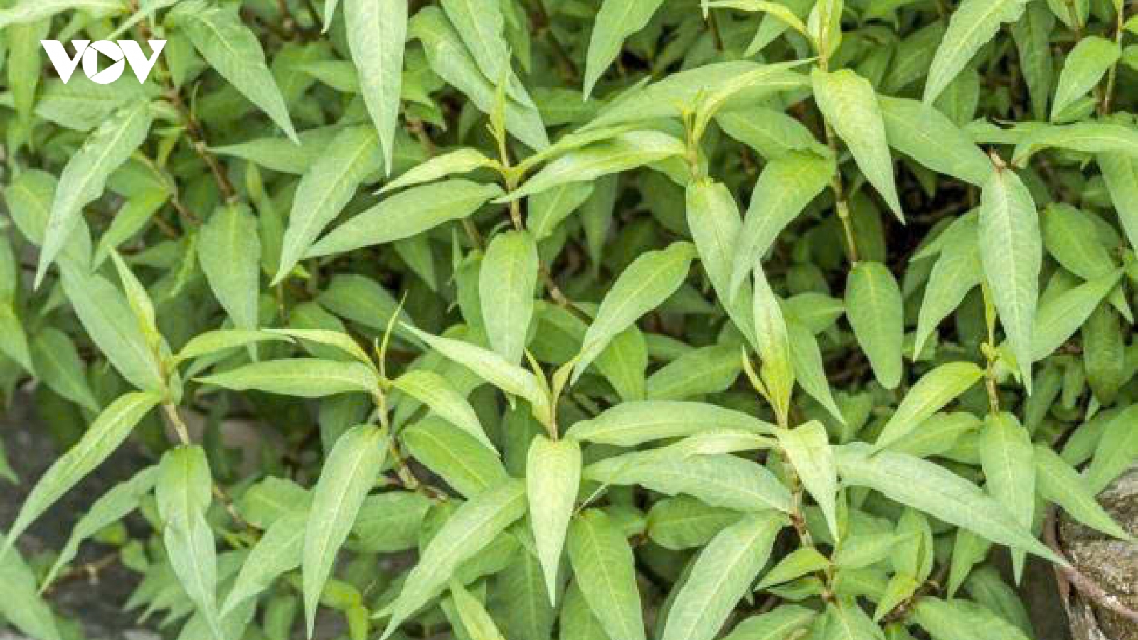 Rau răm: Gia vị quen thuộc nhưng không phải ai cũng nên ăn