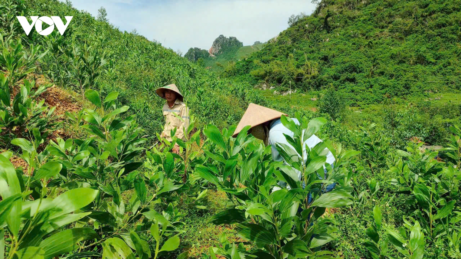 Một năm phục hồi trồng rừng sau bão Yagi ở Quảng Ninh