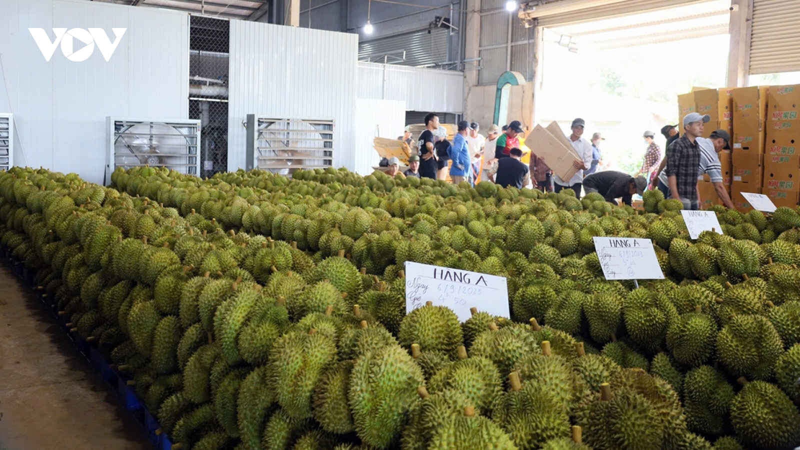 Từ sự cố ách tắc kiểm nghiệm nhìn lại quản trị chuỗi ngành hàng sầu riêng