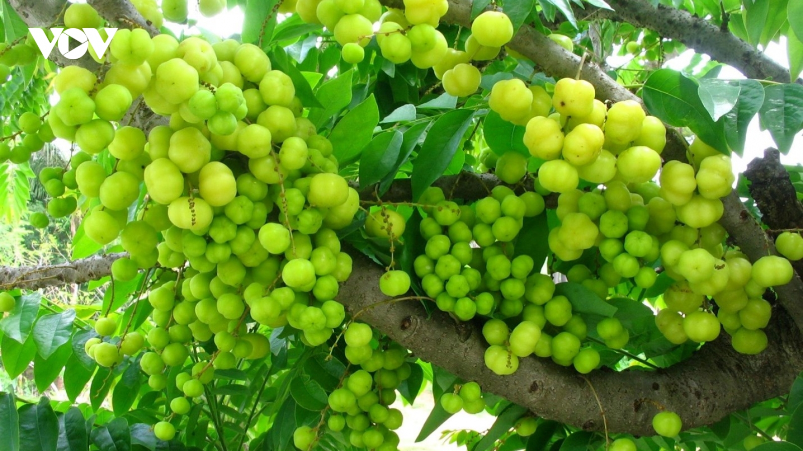 Loại quả hay mọc chi chít đầy vườn, là “vị thuốc quý” lại thường bị ngó lơ
