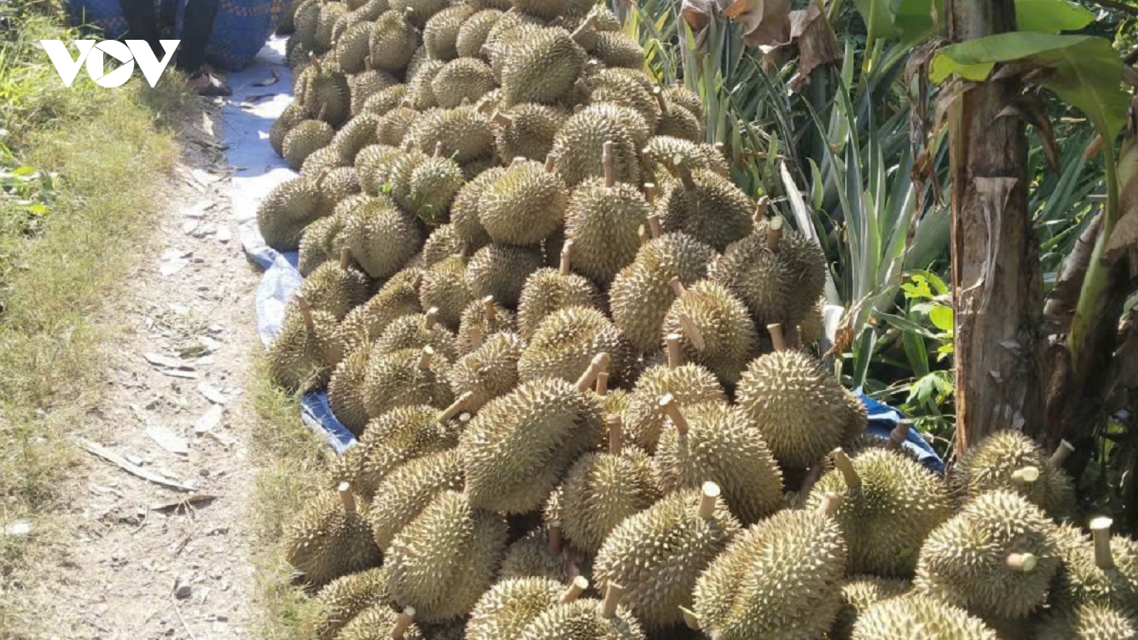 Bất chấp mưa lũ, trái sầu riêng đầu vụ ở Đồng Tháp vẫn giữ giá cao