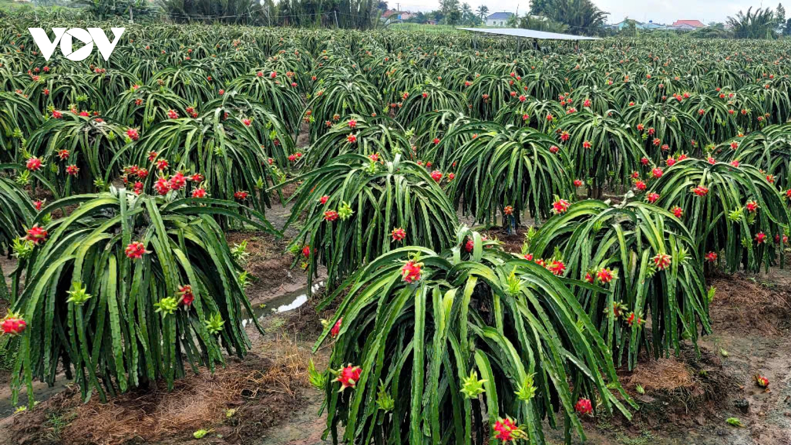 Trái thanh long Đồng Tháp vào mùa mưa bão lại gặp cảnh dội hàng, rớt giá