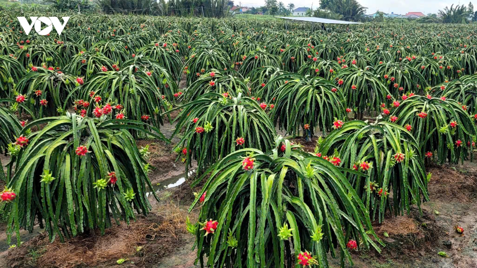 Trái thanh long Đồng Tháp vào mùa mưa bão lại gặp cảnh dội hàng, rớt giá