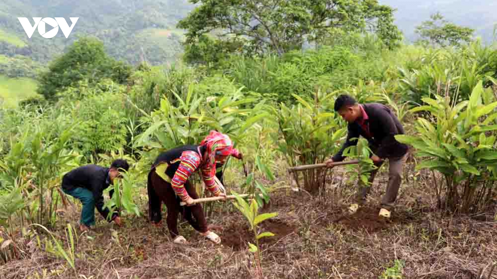 Cây quế mở lối thoát nghèo cho bản làng vùng cao Lai Châu