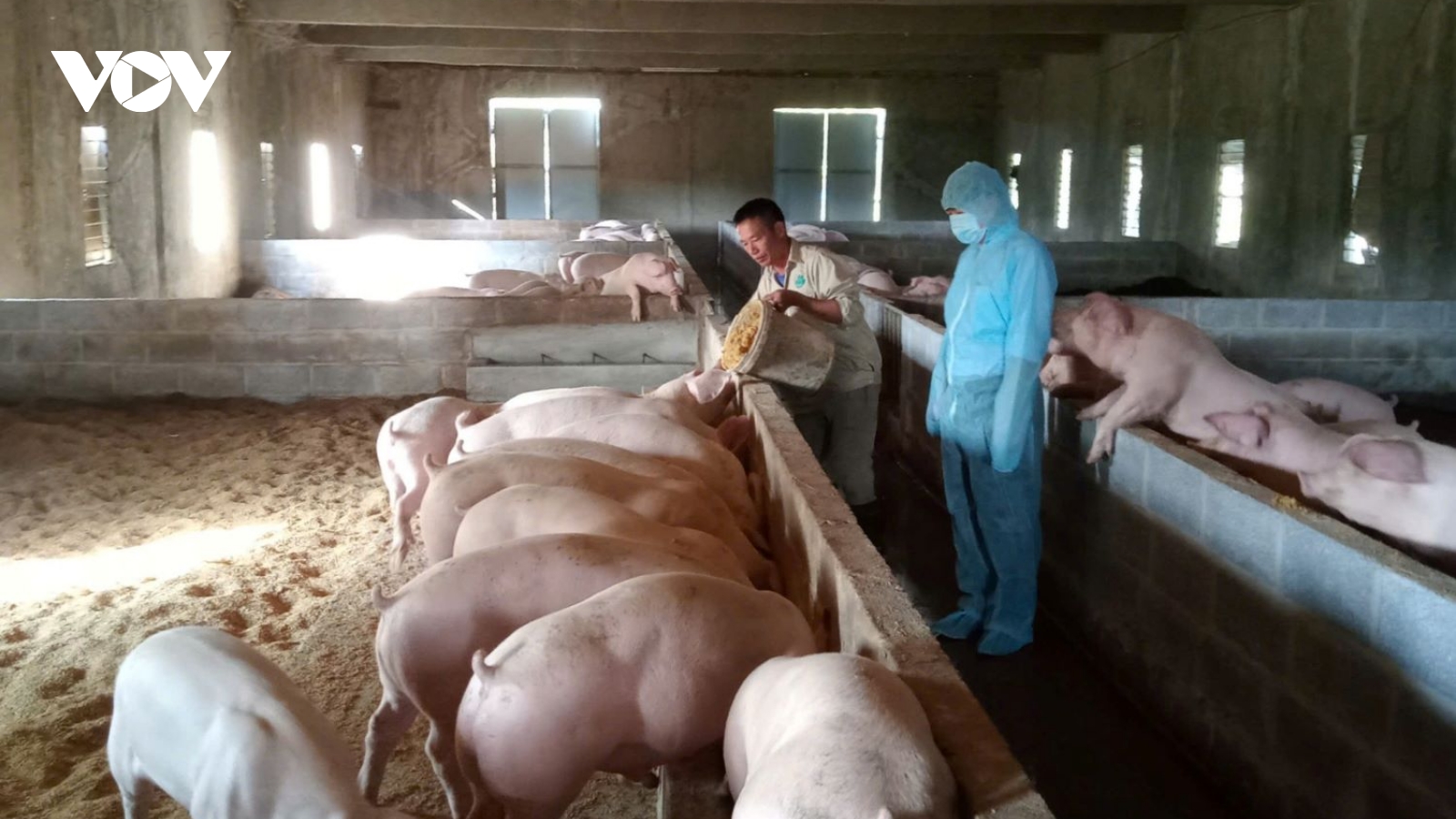 Phát triển chăn nuôi hữu cơ gắn với xây dựng thương hiệu sản phẩm