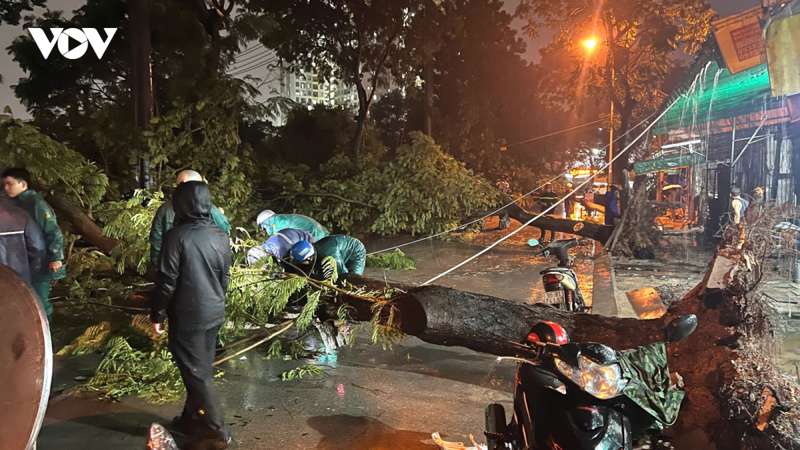 Cây xanh bật gốc đè trúng hai bà cháu ở TP.HCM
