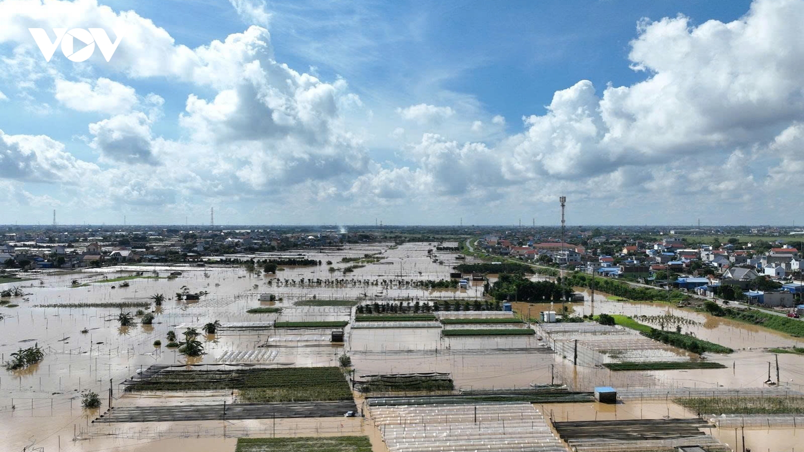 Lũ dữ cuốn trôi giấc mơ Tết của làng hoa Mỹ Tân, Ninh Bình