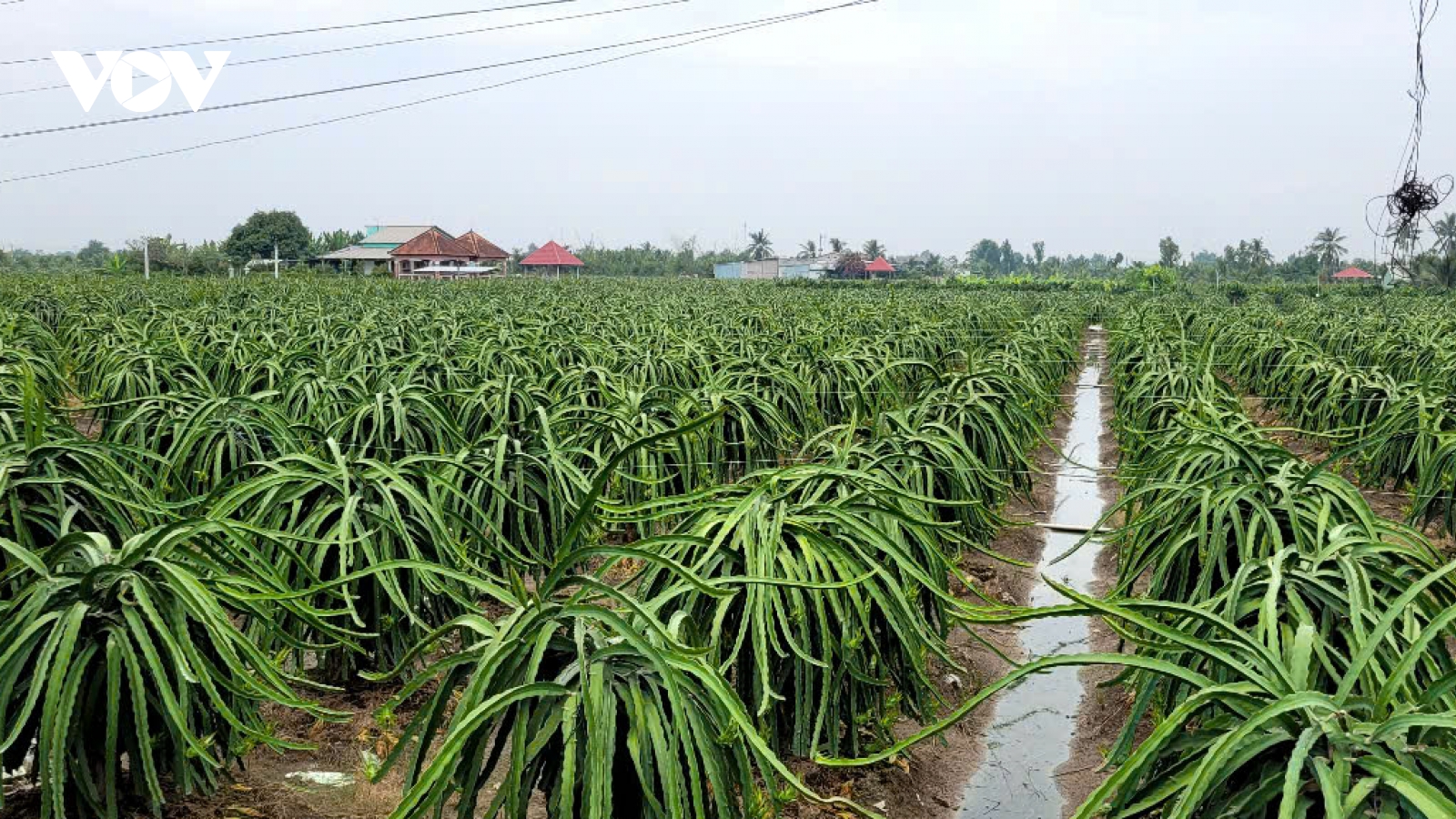 Nhà vườn Đồng Tháp chăm sóc thanh long vụ Tết