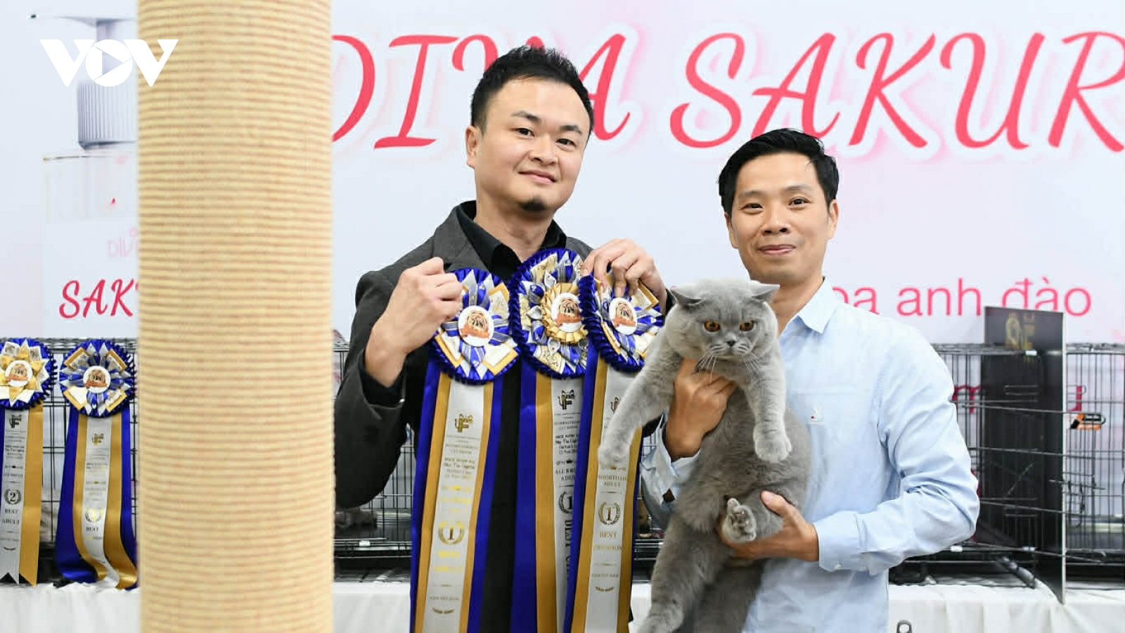 Gần 70 thí sinh tham gia Hoa hậu mèo, 2 chú mèo Anh lông ngắn đăng quang