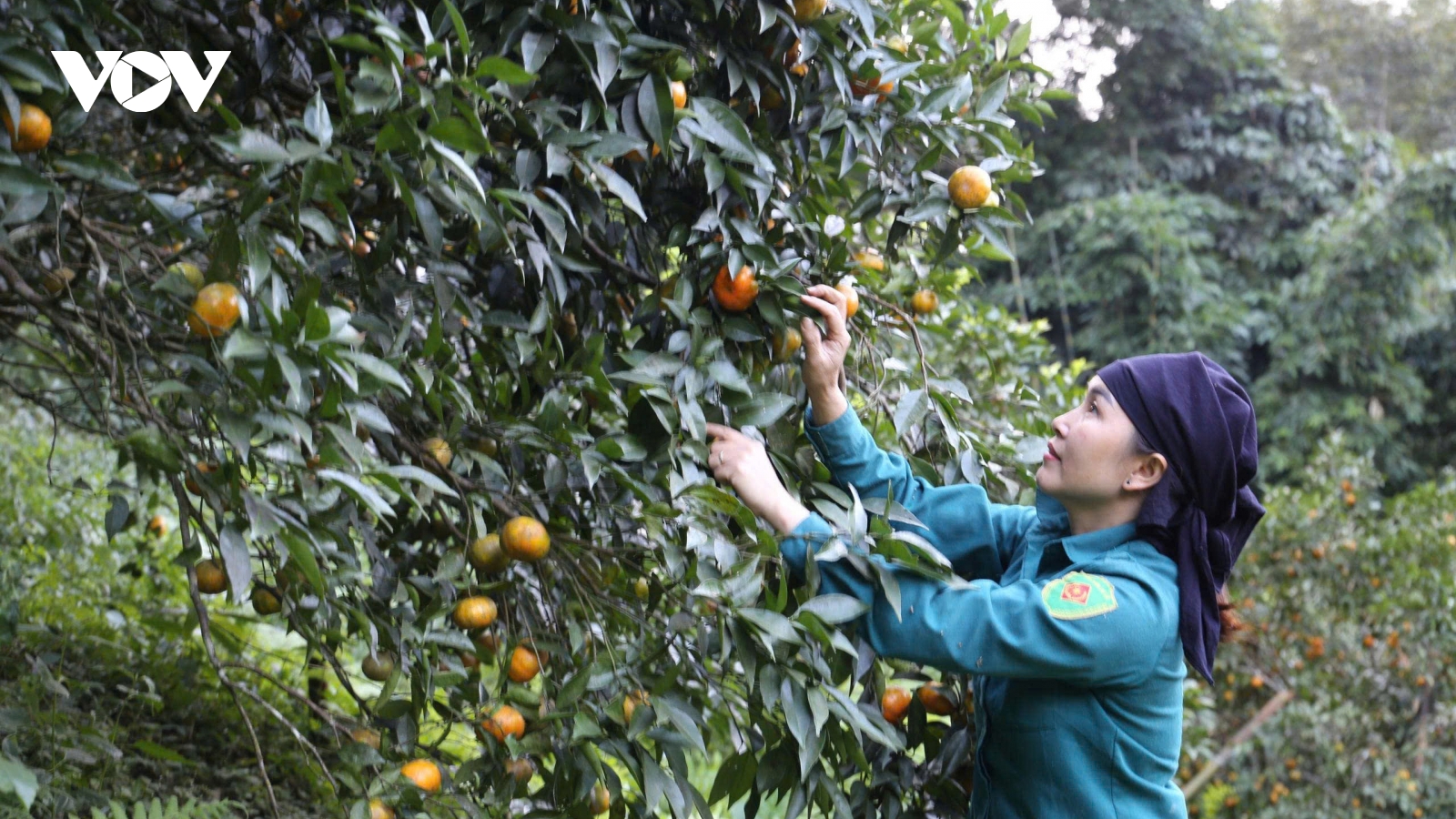 Mùa vàng ở vựa quýt Bạch Thông, Thái Nguyên