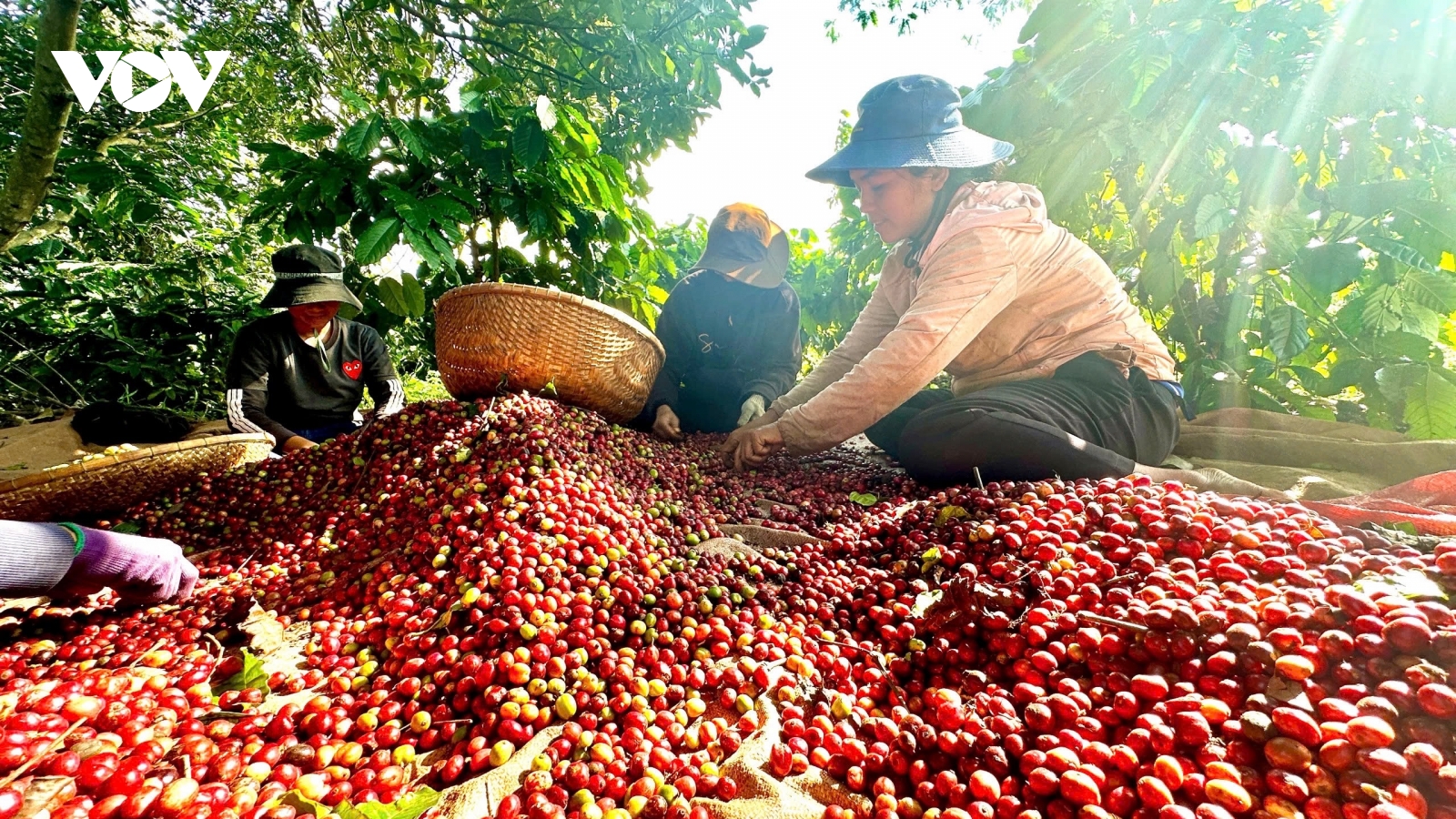Khởi động chiến lược xây dựng Thương hiệu Quốc gia cho cà phê Robusta Việt Nam
